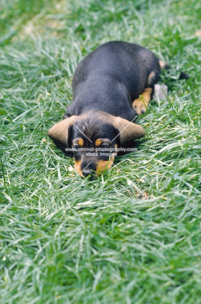 dachshund puppy, resting