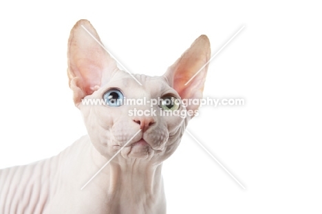 Odd eyed Sphynx portrait