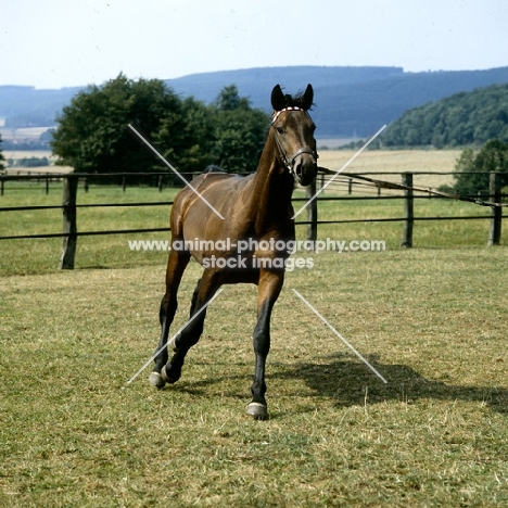 trakehner on lunging rein at webelsgrund