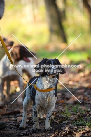 english springer spaniels waiting during a hunt