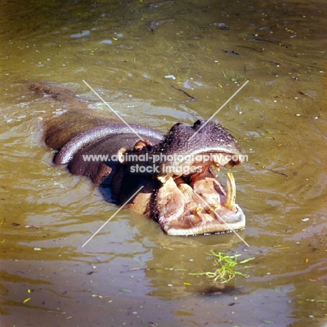 hippo opening mouth at whipsnade