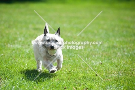 Wheaten Cairn terrier on grass running with tennis ball.