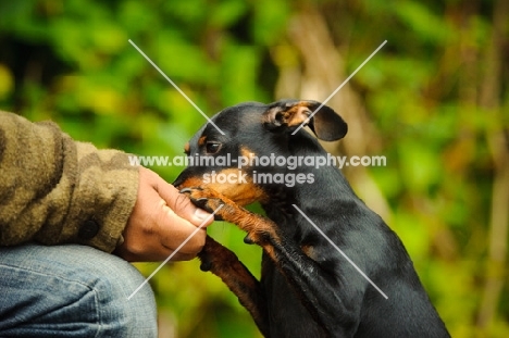 Miniature Pinscher eating from hand