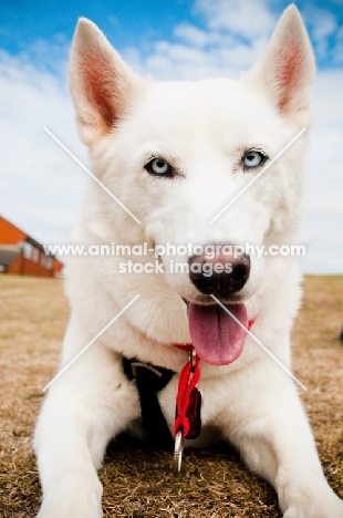 white Siberian Husky looking at camera