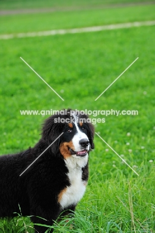 young Bernese Mountain Dog (aka Berner Sennenhund)