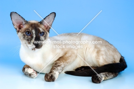 seal tortie point siamese