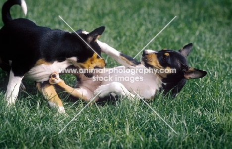 Basenji play fighting, submissive behaviour