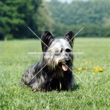skye terrier on grass