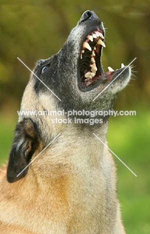 Malinois barking