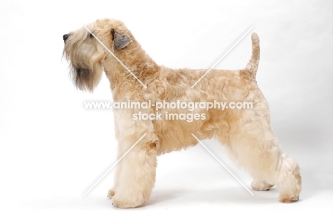 Australian champion Soft Coated Wheaten Terrier, posed