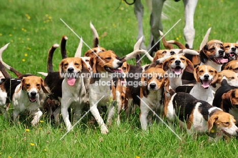 Beagles on a hunt