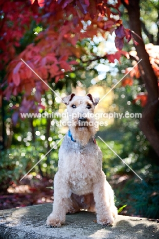 welsh terriers sitting on bench