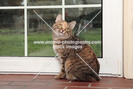 Manx cat on floor