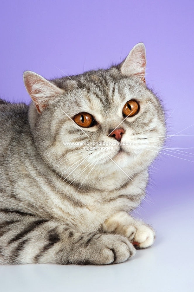 blue silver spotted british shorthair cat portrait