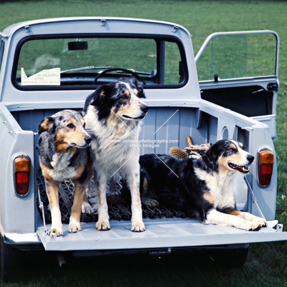 three welsh collies sitting in the back of a pick up truck