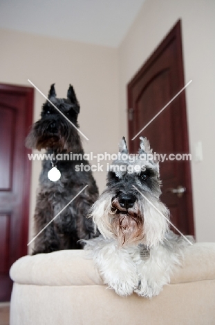 Salt and pepper and black Miniature Schnauzers on chair.