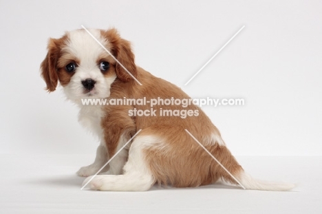 red and white Cavalier King Charles Spaniel, sitting