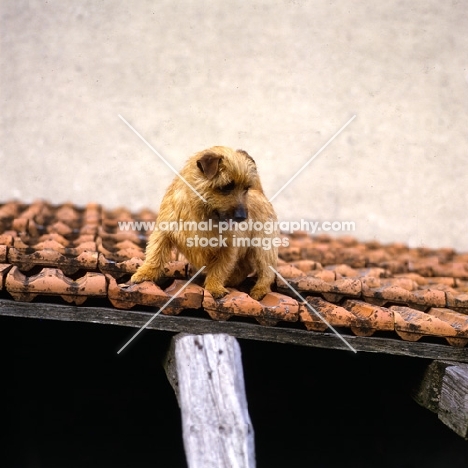 norfolk terrier standing on a roof