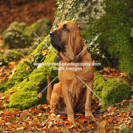 champion bloodhound sat in autumn leaves in front of a tree