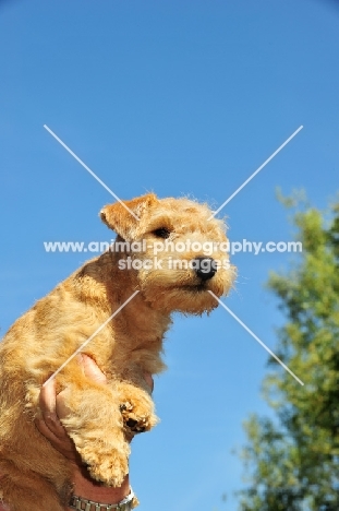 Lakeland Terrier puppy