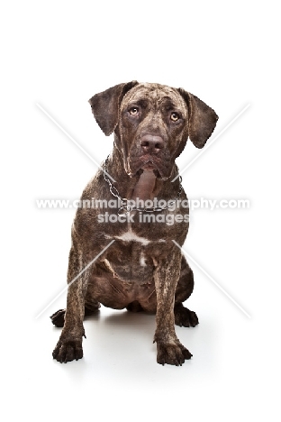 young adult Dogo Canario front view