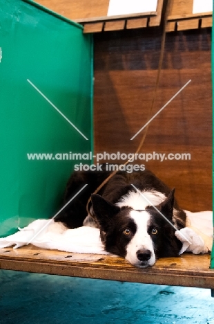 Border Collie lying down on Bench at Crufts