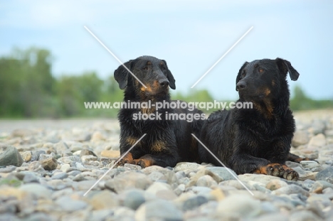 Two Beauceron posing on a river shore