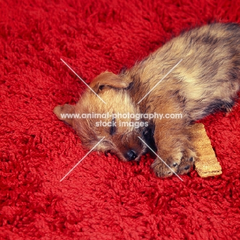 norfolk terrier puppy sleeping on a red rug