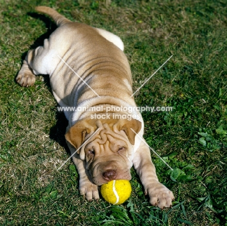 shar pei pup with toy