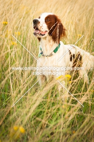 Irish red and white setter