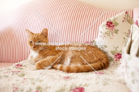 orange cat lying on red and white striped sofa with floral blanket