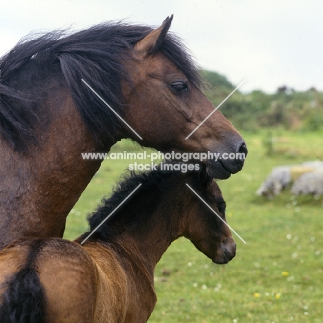 shilstone rocks whirligig
dartmoor mare standing over her foal, head shot 