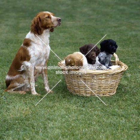 rona,  brittany bitch with her puppies in a basket 