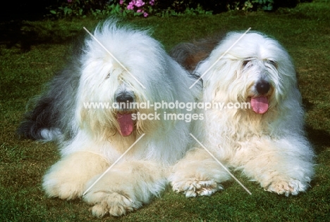 galumphing tails i win for tailormade (ahab), barkybybrook con una coda for tailormade (jezebel) old english sheepdogs 