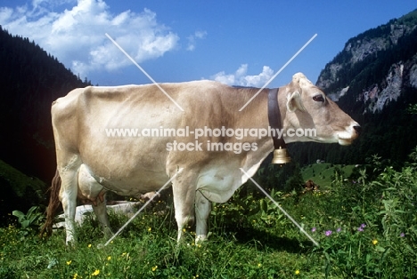 brown swiss cow in the alps