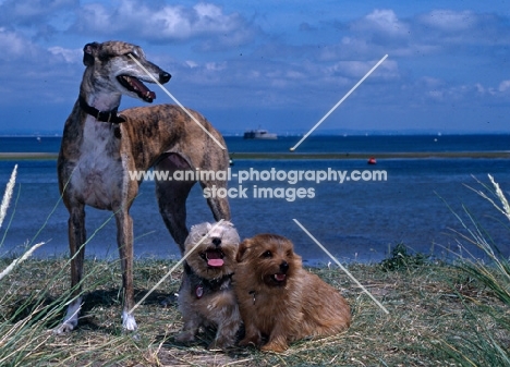 ex racing rescued greyhound, roscrea emma, and two norfolk terriers near the sea