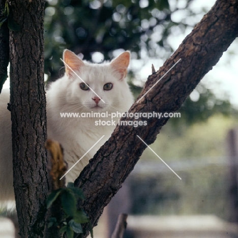 white cat in a tree