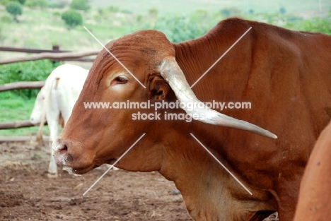 Afrikaner cattle