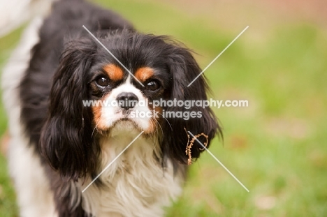 Cavalier King Charles Spaniel, tri colour