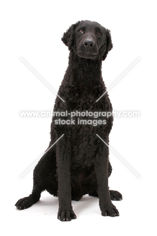 Curly Coated Retriever sitting down on white background