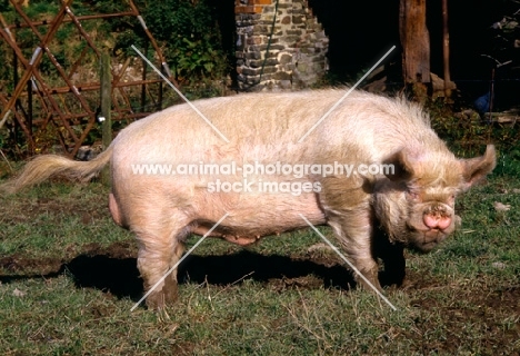 middle white pig at heal farm, looking at camera