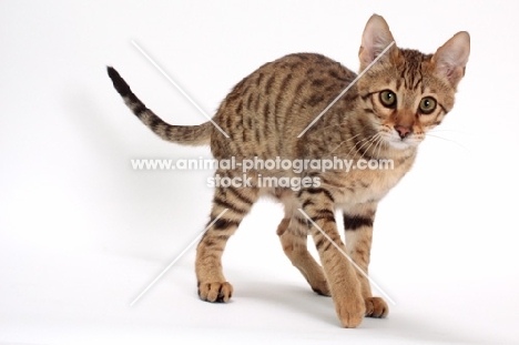 female Savannah cat on white background, walking 