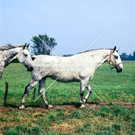 Side view of old type Groningen mare walking