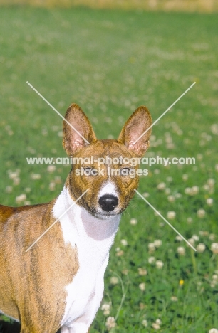 borwn and white Basenji