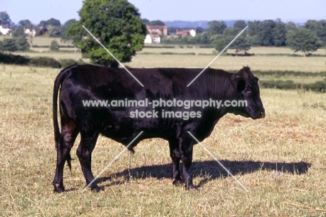 young aberdeen angus bull