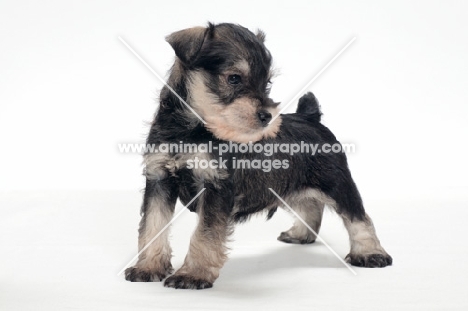 Miniature Schnauzer puppy on white background