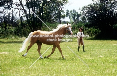 lungeing a palomino