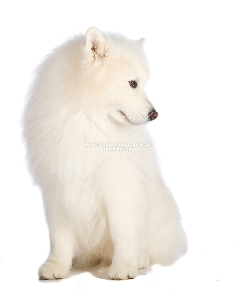 Samoyed on white background, sitting