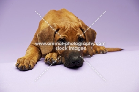 Rhodesian Ridgeback puppy resting in studio