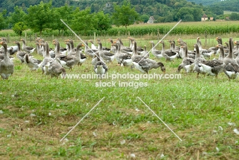 flock of geese in france